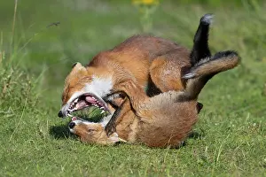 Belligerent: Foxes (Vulpes vulpes)fighting with their mouths