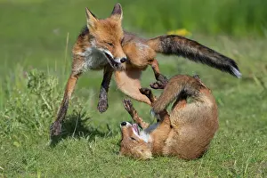 Belligerent: Foxes (Vulpes vulpes)fighting with their mouths