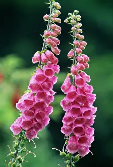 Foxgloves: FOXGLOVE