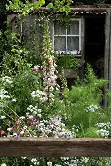 Digitalis: Foxglove