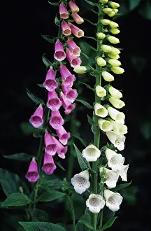 Digitalis: Foxglove