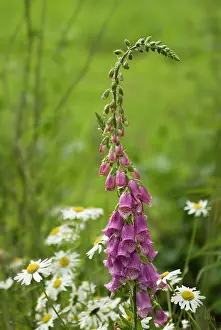 Digitalis: Foxglove
