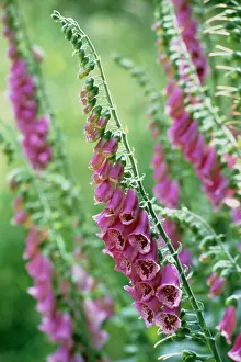 Digitalis: Foxglove