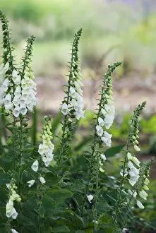 Digitalis: Foxglove