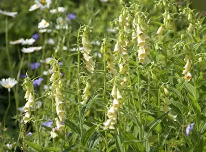Digitalis: Foxglove