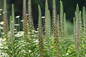 Digitalis: Foxglove