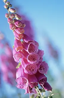Digitalis: Foxglove