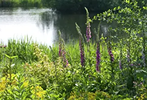 Digitalis: Foxglove