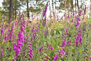 Digitalis: Foxglove