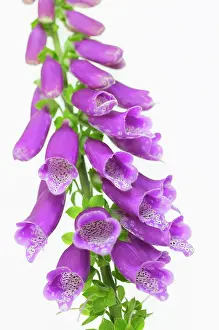 Digitalis: Foxglove
