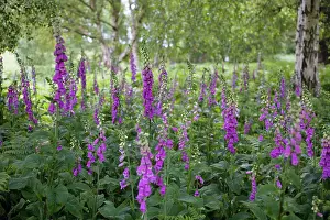 Digitalis: Foxglove
