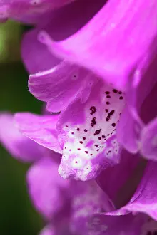 Digitalis: Foxglove