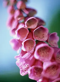 Digitalis: Foxglove