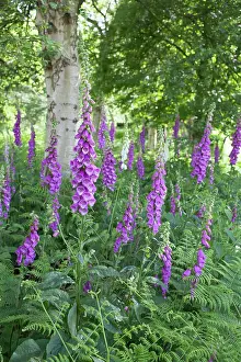 Digitalis: Foxglove