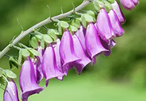 Digitalis: Foxglove