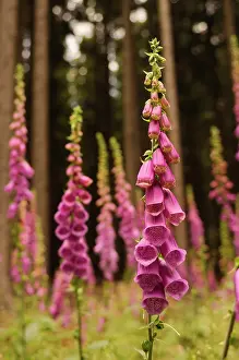 Digitalis: Foxglove