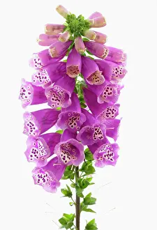Digitalis: Foxglove