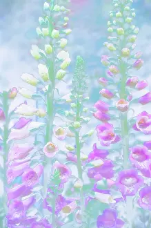 Digitalis: Foxglove