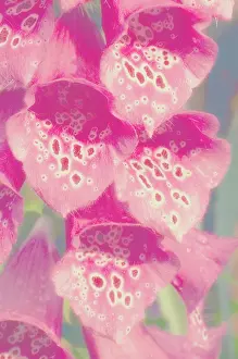Digitalis: Foxglove