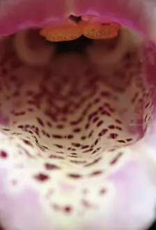 Digitalis: Foxglove