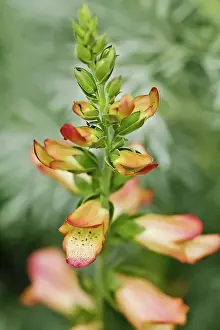 Digitalis: Foxglove