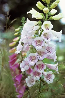 Digitalis: Foxglove