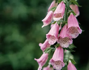 Digitalis: Foxglove