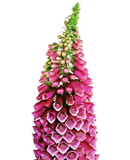 Digitalis: Foxglove