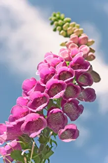 Digitalis: Foxglove