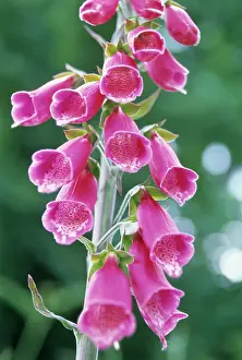 Digitalis: Foxglove
