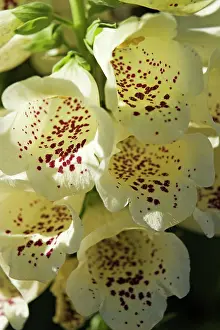 Digitalis: Foxglove