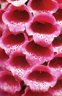 Organized: Foxglove