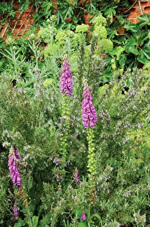 Anglica: Foxglove