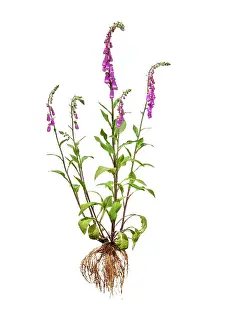 Digitalis: Foxglove