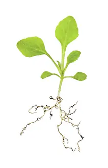 Sprouting: Foxglove