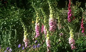 Mobile: Foxglove