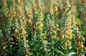 Peach: Foxglove