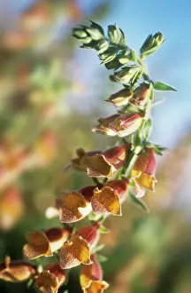Curved: Foxglove
