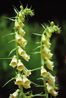 Flowered: Foxglove
