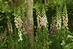 Classic: Foxglove