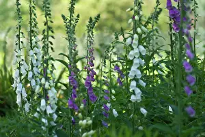 Classic: Foxglove