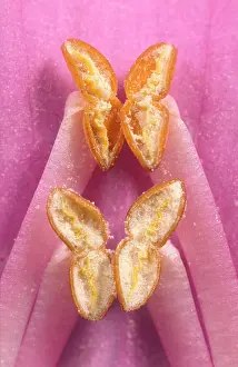 Foxgloves: Foxglove anthers opened showing Pollen