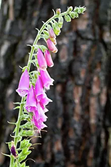 Digitalis: Foxglove with burnt tree in background