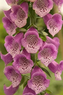 Clusters: Foxglove - close-up of flowers