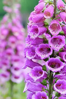 Digitalis: Foxglove, Digitalis, Close up of bright pink coloured flower