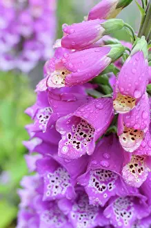 Digitalis: Foxglove, Digitalis, Close up of bright pink coloured flower