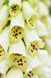 Digitalis: Foxglove, Digitalis, Close up of white coloured flowers grow