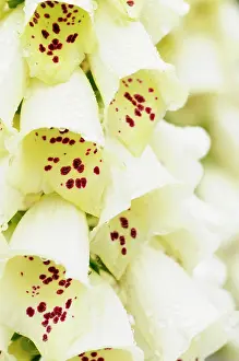 Digitalis: Foxglove, Digitalis, Close up of white coloured flowers grow