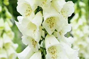 Digitalis: Foxglove, Digitalis, Close up of white coloured flowers grow