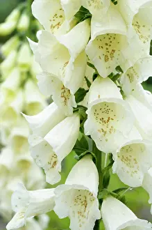 Digitalis: Foxglove, Digitalis, Close up of white coloured flowers grow